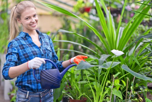 Professional hedge cutting for Northolt residential gardens and boundaries