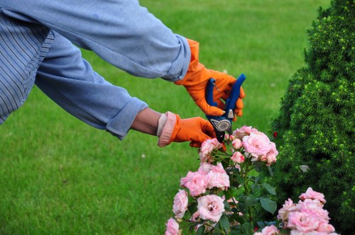 Professional pruning of a garden tree in Northolt